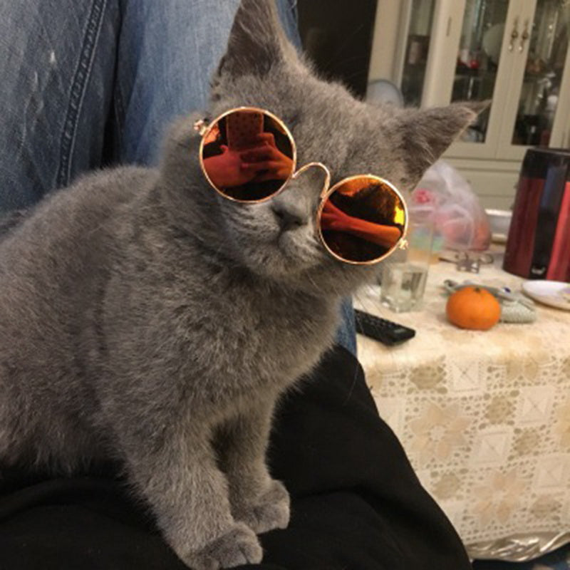 Super Cool & Funky Cat Glasses - Free Today