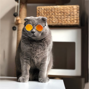 Super Cool & Funky Cat Glasses - Free Today